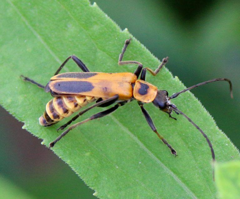 Goldenrod Soldier Beetle Identification, Life Cycle, Facts & Pictures
