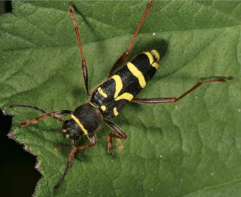 Wasp Beetle Identification, Life Cycle, Facts & Pictures