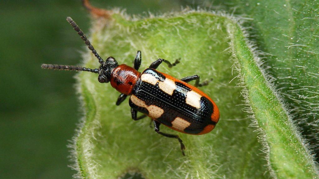 Common Asparagus Beetle Identification, Life Cycle, Facts & Pictures