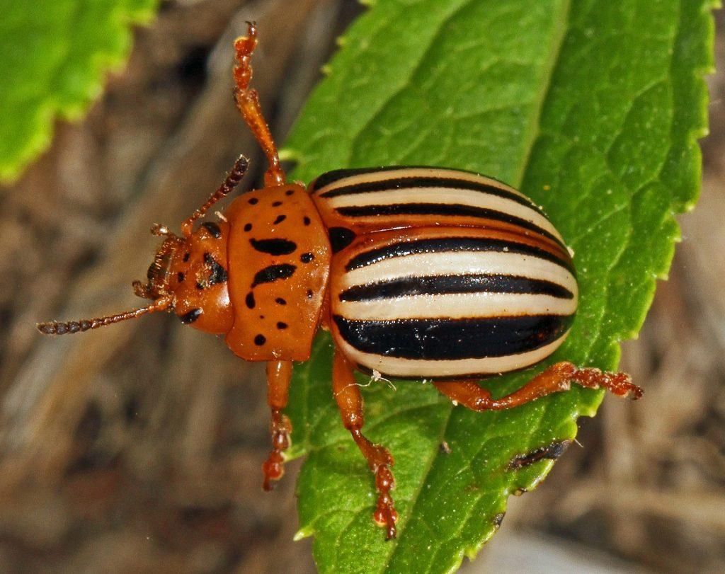 False Potato Beetle Identification, Life Cycle, Facts & Pictures