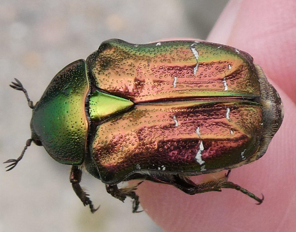 Rose Chafer Beetle Identification, Life Cycle, Facts & Pictures