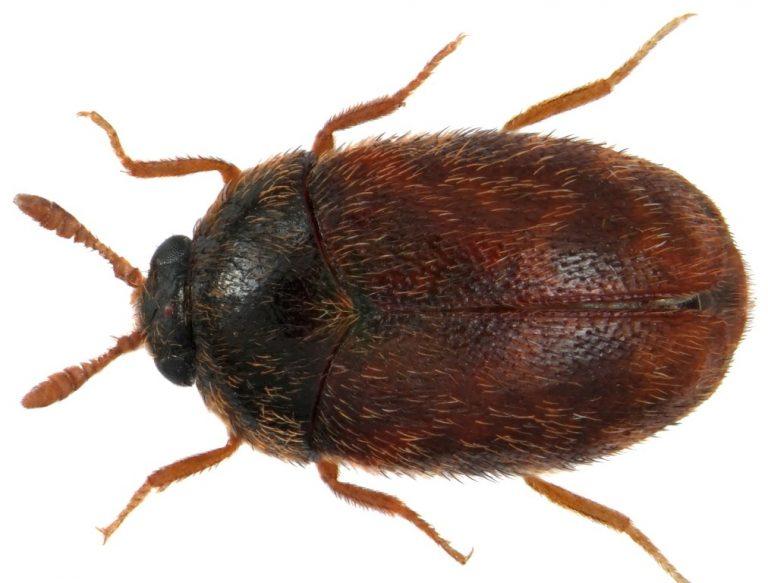 Khapra Beetle Identification, Life Cycle, Facts & Pictures