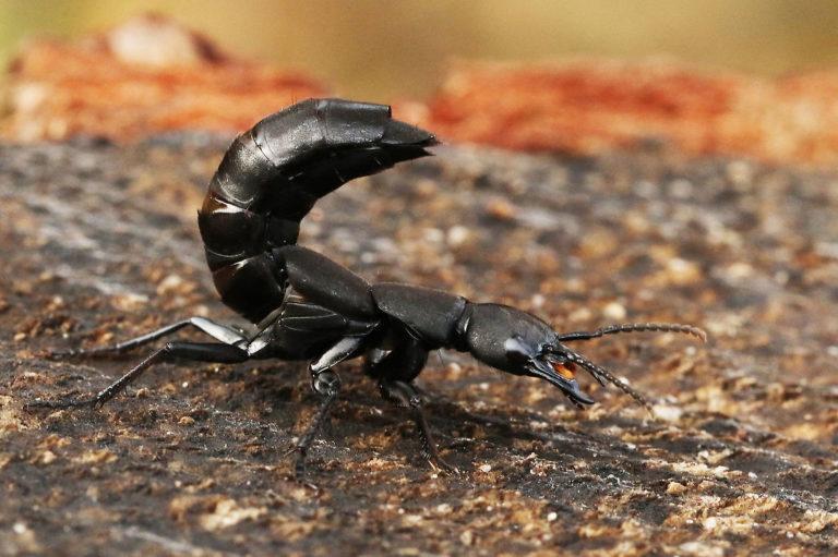 Devil s Coach Horse Beetle Identification Life Cycle Facts Pictures devil-s-coach-horse-beetle-identification-life-cycle-facts-pictures