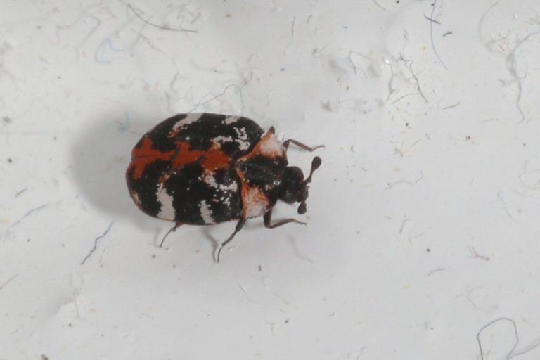Common Carpet Beetle Identification, Life Cycle, Facts & Pictures