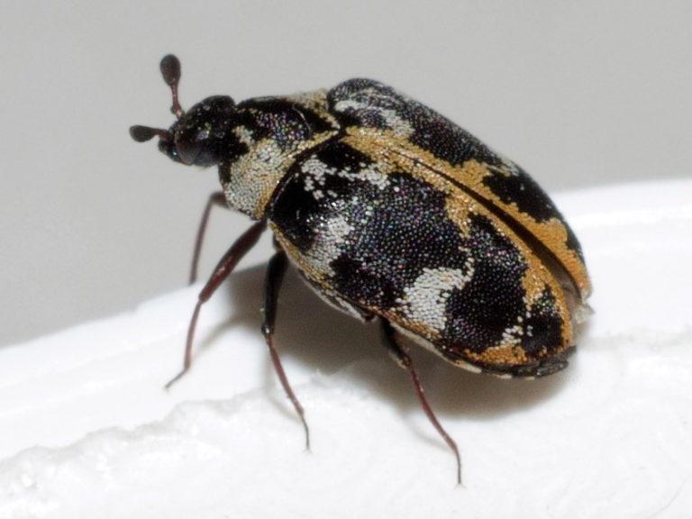 Common Carpet Beetle: Identification, Life Cycle, Facts & Pictures