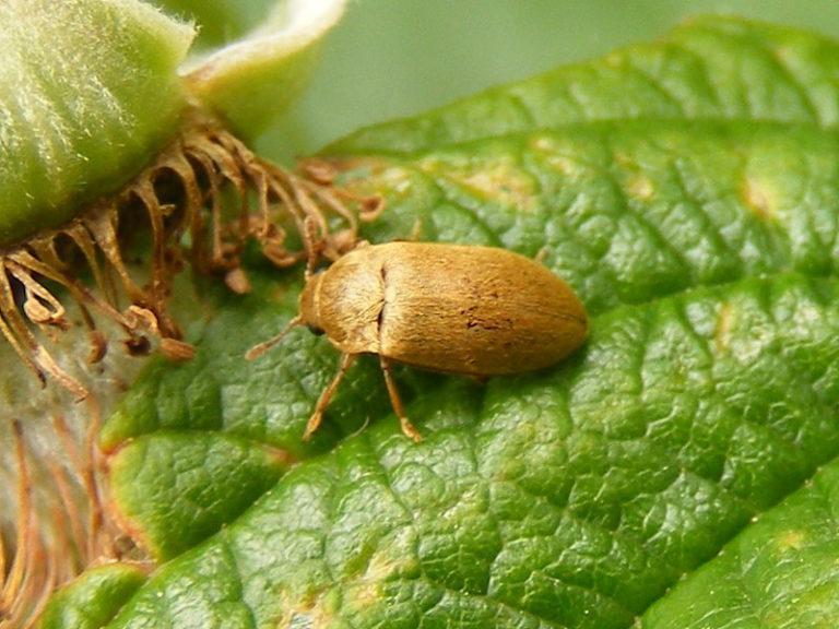 Raspberry Beetle Identification, Life Cycle, Facts & Pictures
