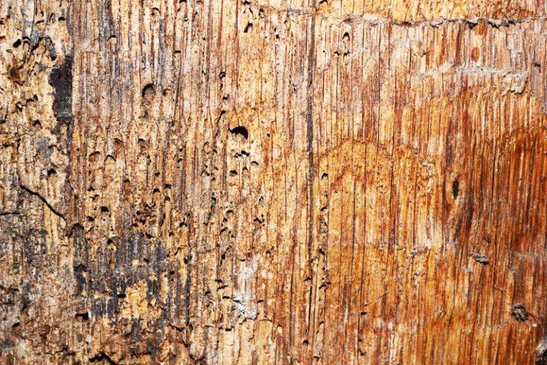 Common Furniture Beetle Identification, Life Cycle, Facts & Pictures