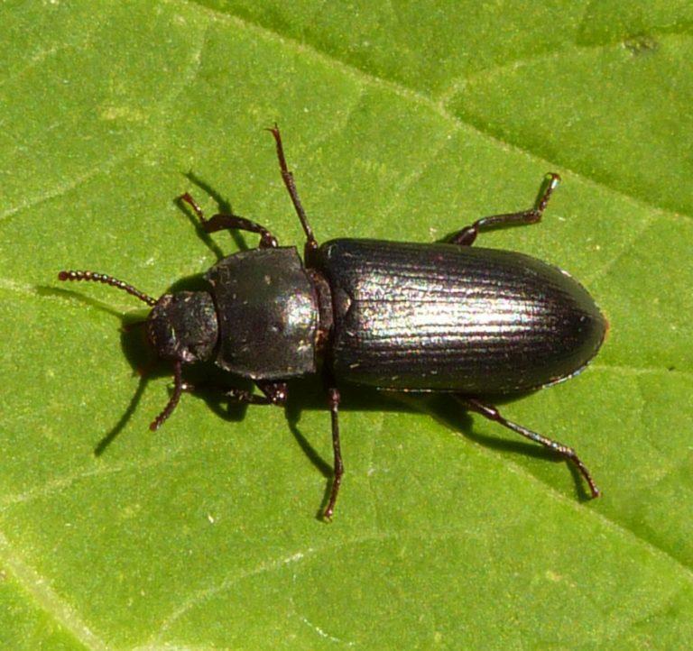 Mealworm Beetle Identification, Life Cycle, Facts & Pictures