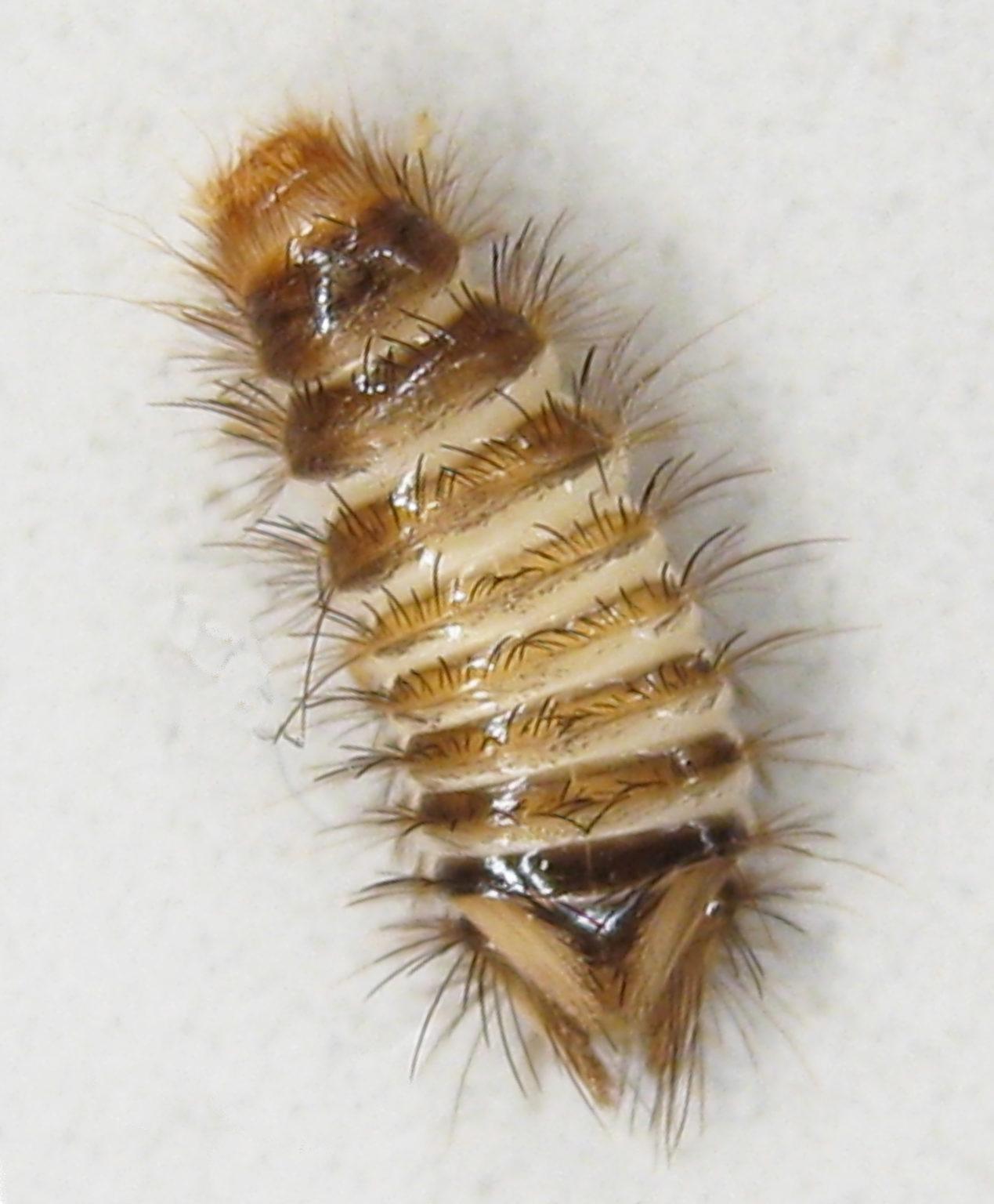 Varied Carpet Beetle Identification, Life Cycle, Facts & Pictures
