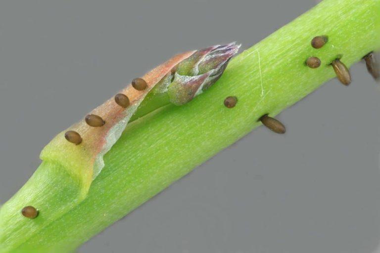 Asparagus Beetle Identification, Life Cycle, Facts & Pictures