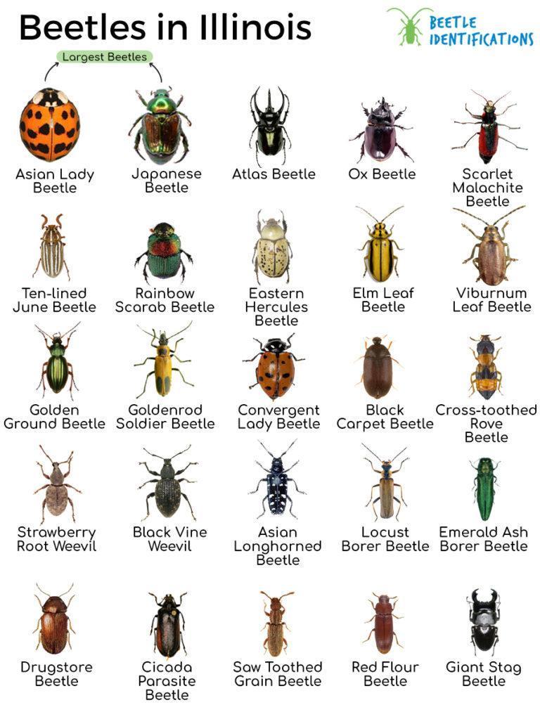 Types of Beetles in Illinois with Pictures