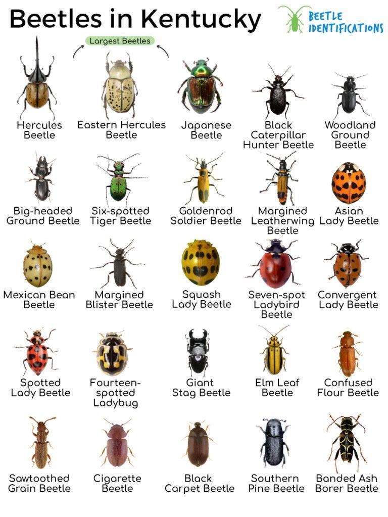Types of Beetles in Kentucky with Pictures