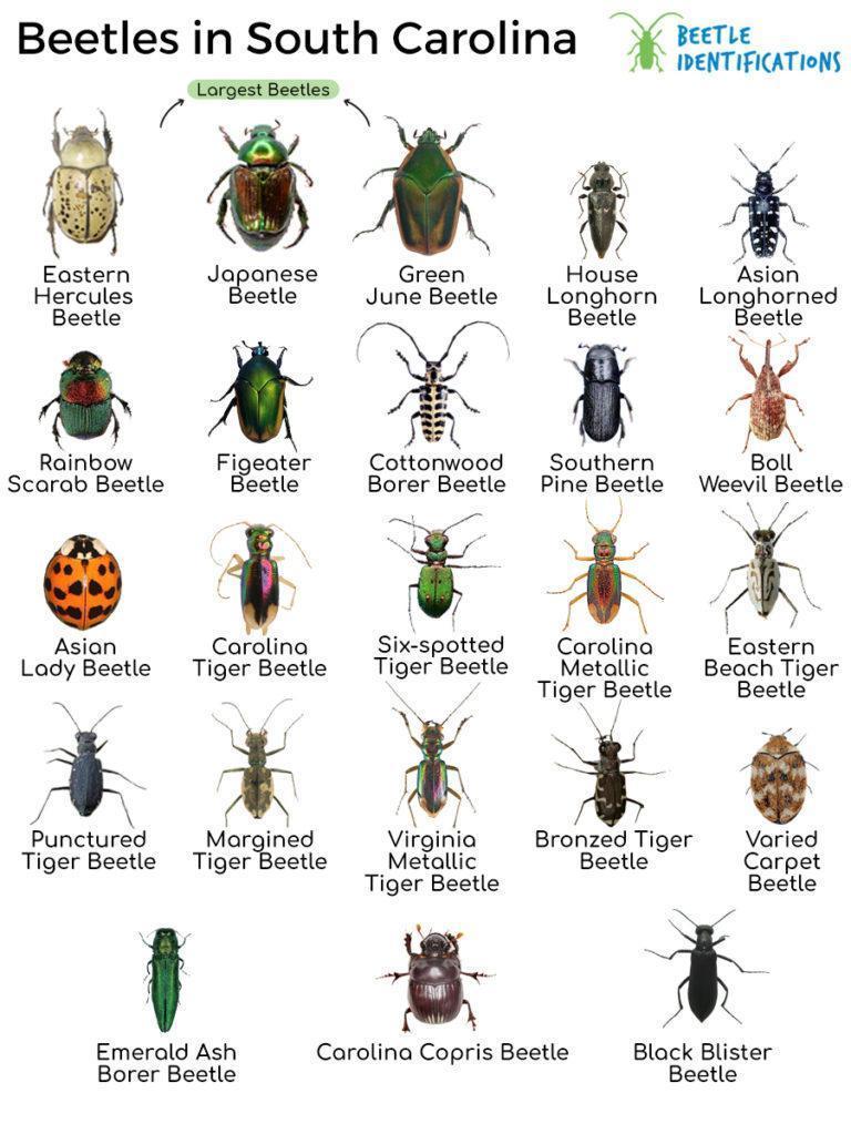 Types of Beetles in South Carolina with Pictures